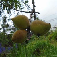 Prunus persica (L.) Batsch